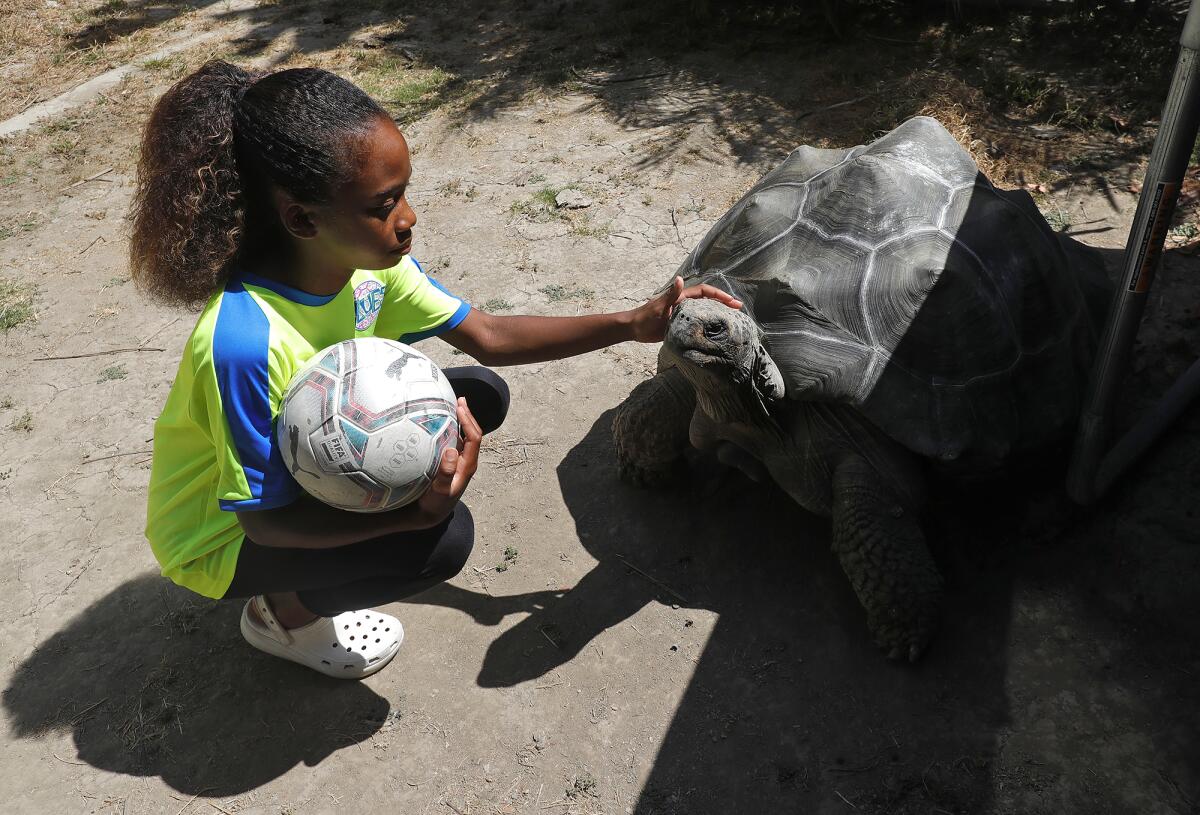 Fei Fabiola "Fifi" Garcia, 11, pets a giant tortoise at her Huntington Beach home.