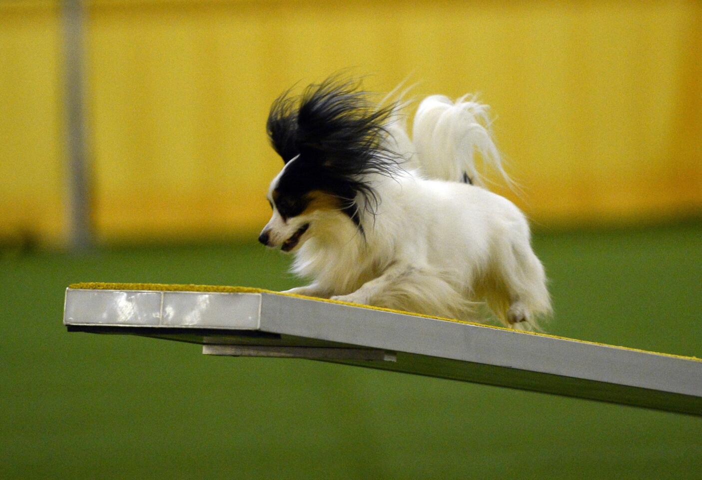 Westminster Kennel Club agility contest Los Angeles Times