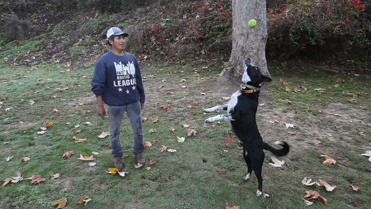 Agotillo Moreno, who tends to the goats in Laguna Beach, plays catch with his border collie, Shandu, in the Hidden Valley community. Moreno and Shandu control the goats who graze the loose brush to mitigate risk of wildfire during the season, which is about to end.