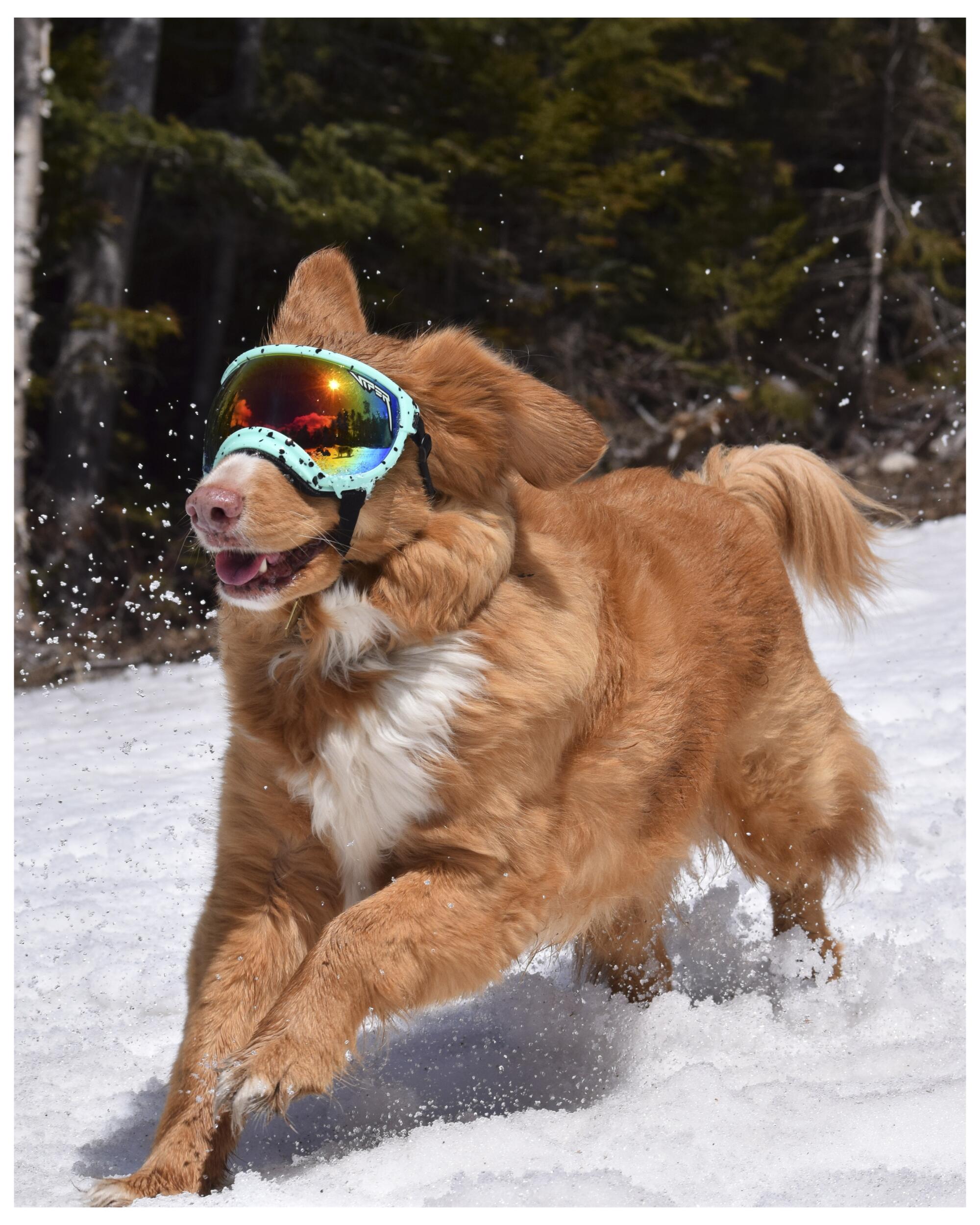 A dog wearing V2 for Rex Specs goggles in the snow
