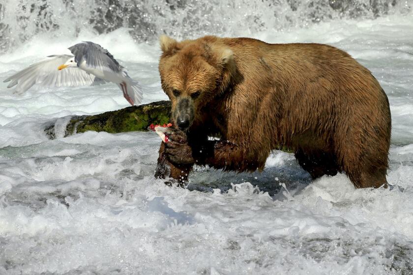 A bear eats a sockeye salmon in shallow water while a gull looks for leftovers.
