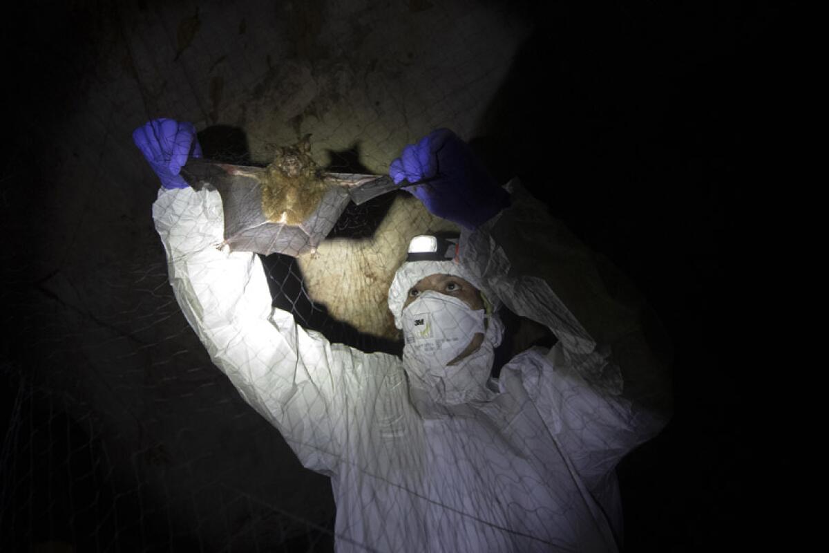 A spotlight in a dark cave shows a person in protective clothing holding the wings of a bat within a net.