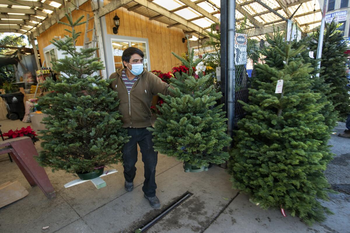 A man carrying one Christmas tree in each hand