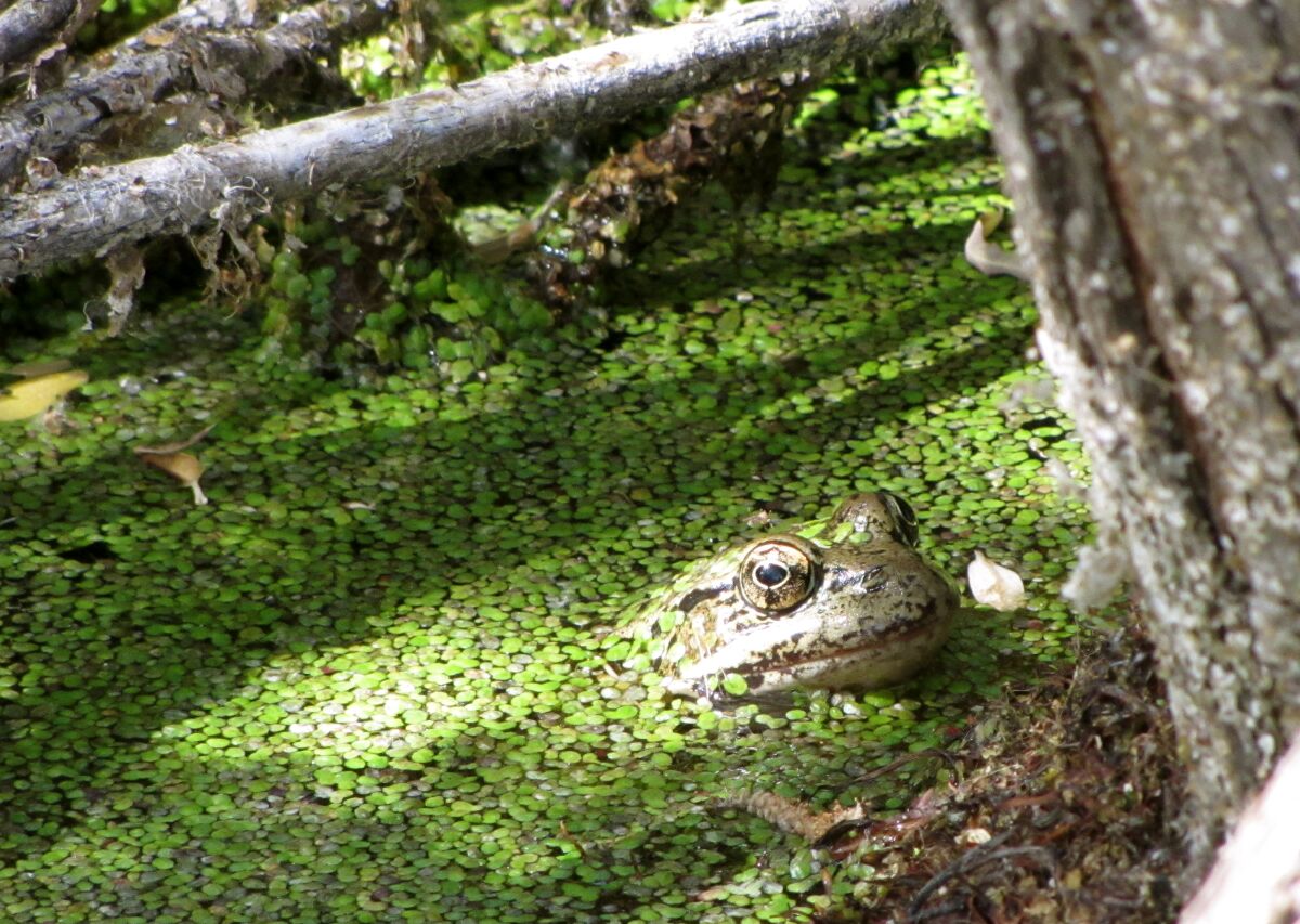 An adult red-legged frog in a pond in the Sierra San Pedro Martir range near Ensenada, Mexico.