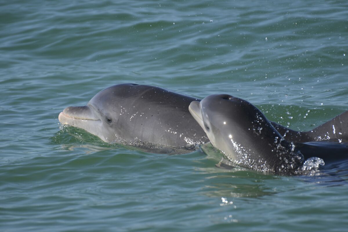 En esta fotografía, delfines nariz de botella nadan en aguas abiertas frente a la bahía de Sarasota, 