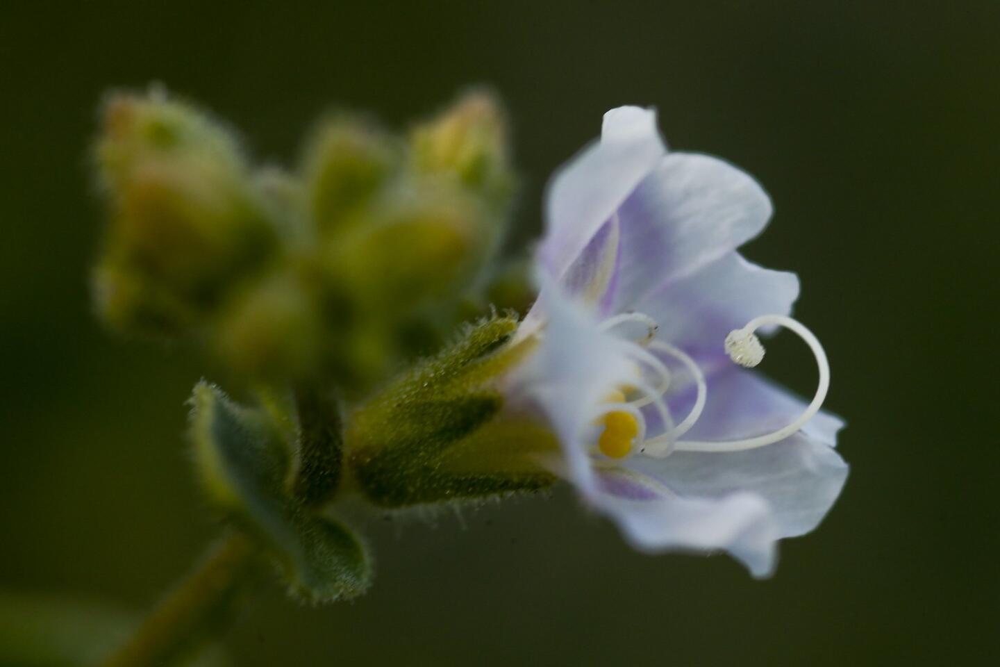 The delicate flower of the wishbone bush (Mirabilis laevis var.retrorsa) opens only in the late afternoon.