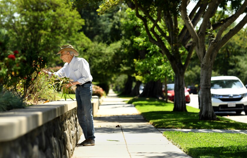 A resident pulls weeds from the frontyard of a home in South Pasadena. 