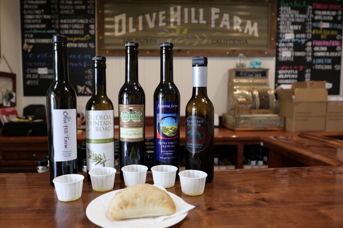 Five bottles of olive oil on a counter with small paper cups and a piece of bread for tasting at Olive Hill Farm