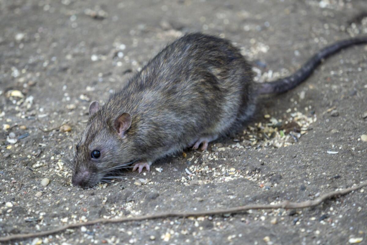 A common brown rat.