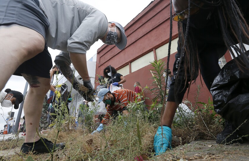 Volunteers pull weeds from the sidewalk along Western Avenue.