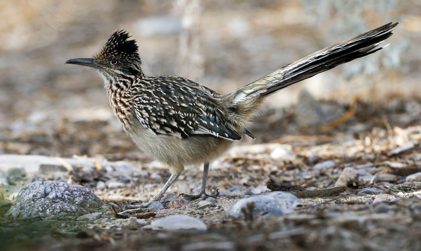 A roadrunner scampers across the grounds of the Inn at Furnace Creek.