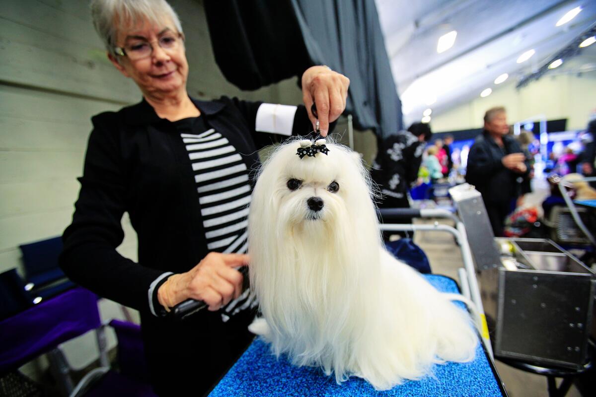 Del Mar rolls out the red carpet for annual Silver Bay Kennel Club Dog