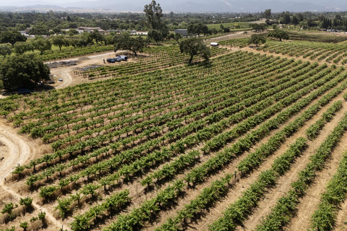 Rows of grapes at ?mevive vineyard in Los Olivos. 