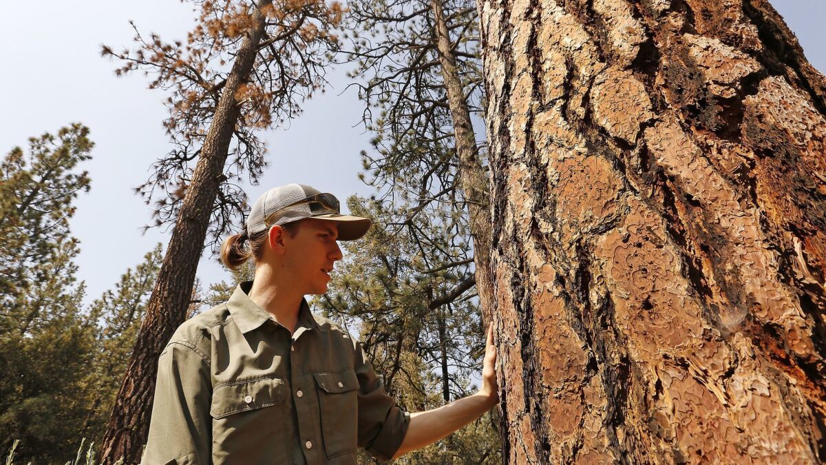 Bryant Baker, conservation director with Los Padres Forest Watch, examines a tree in the mixed conifer forest in the Tecuya Ridge area of the Los Padres Forest near Frazier Park.