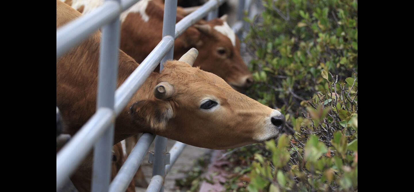 Cattle, that were in a cattle drive to promote the San Diego County Fair, try to eat the bushes next to where they are corralled in a parking lot at the Tuna Harbor.