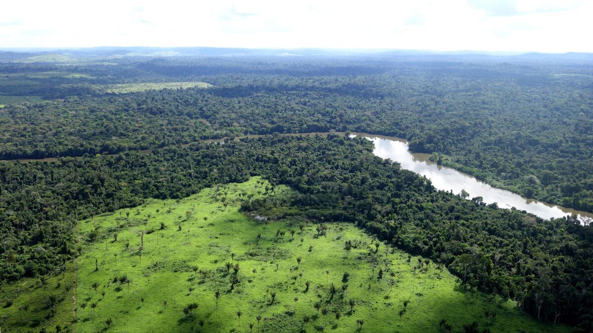 Deforestation in Brazil's Amazon rainforests reduces the land to grass.