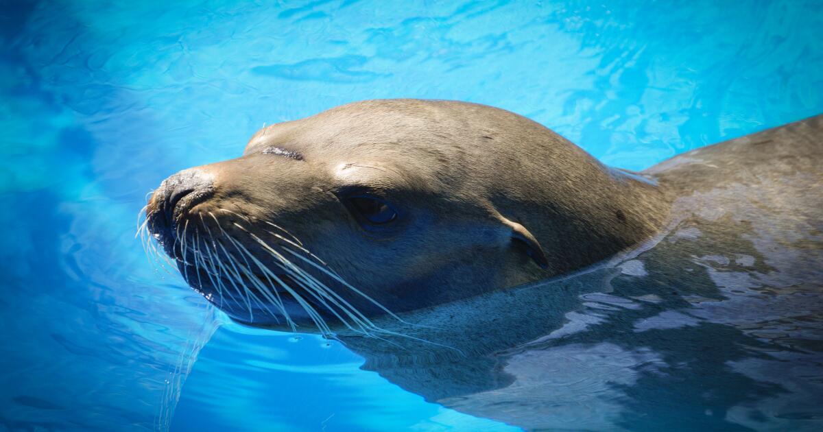 SeaWorld rescue team snags wayward sea lion that wandered near San Diego  highway – KIRO 7 News Seattle