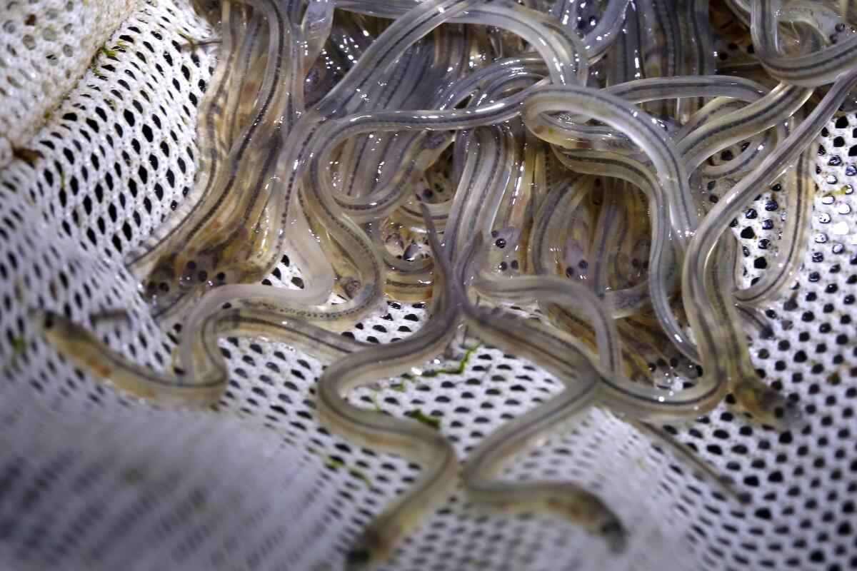 American glass eels
