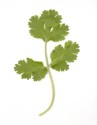 Cilantro