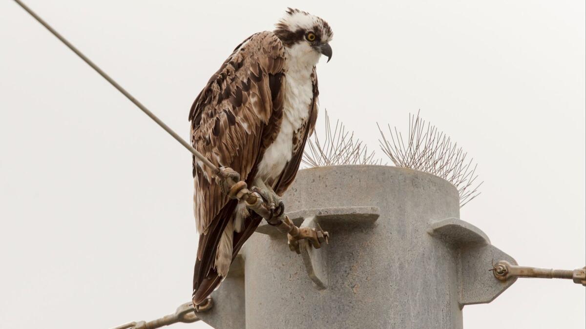 Osprey at Cabrillo Beach in San Pedro. A team of naturalists set out after midnight Saturday to see how many bird species they can identify in one day within Los Angeles City limits.