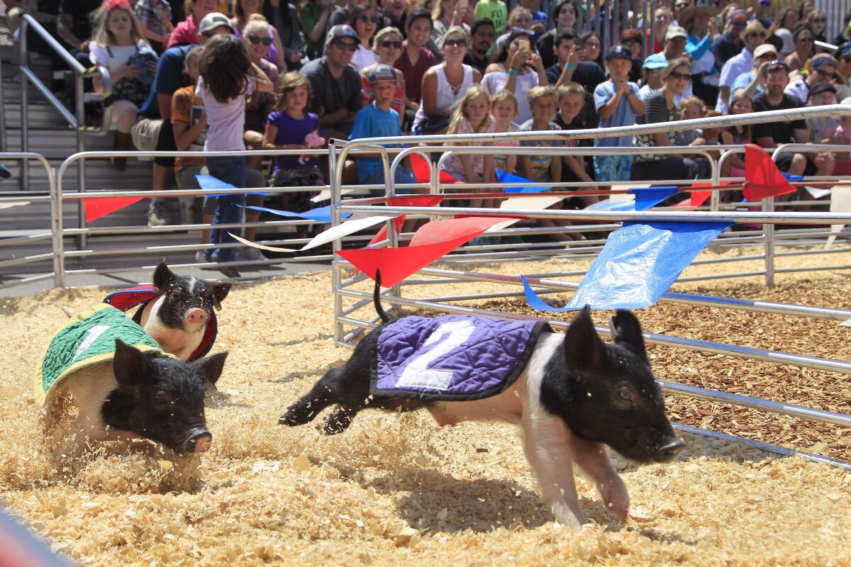 Swifty Swine Racing Pigs at the San Diego County Fair.at the San Diego County Fair in Del Mar in this U-T file photo.