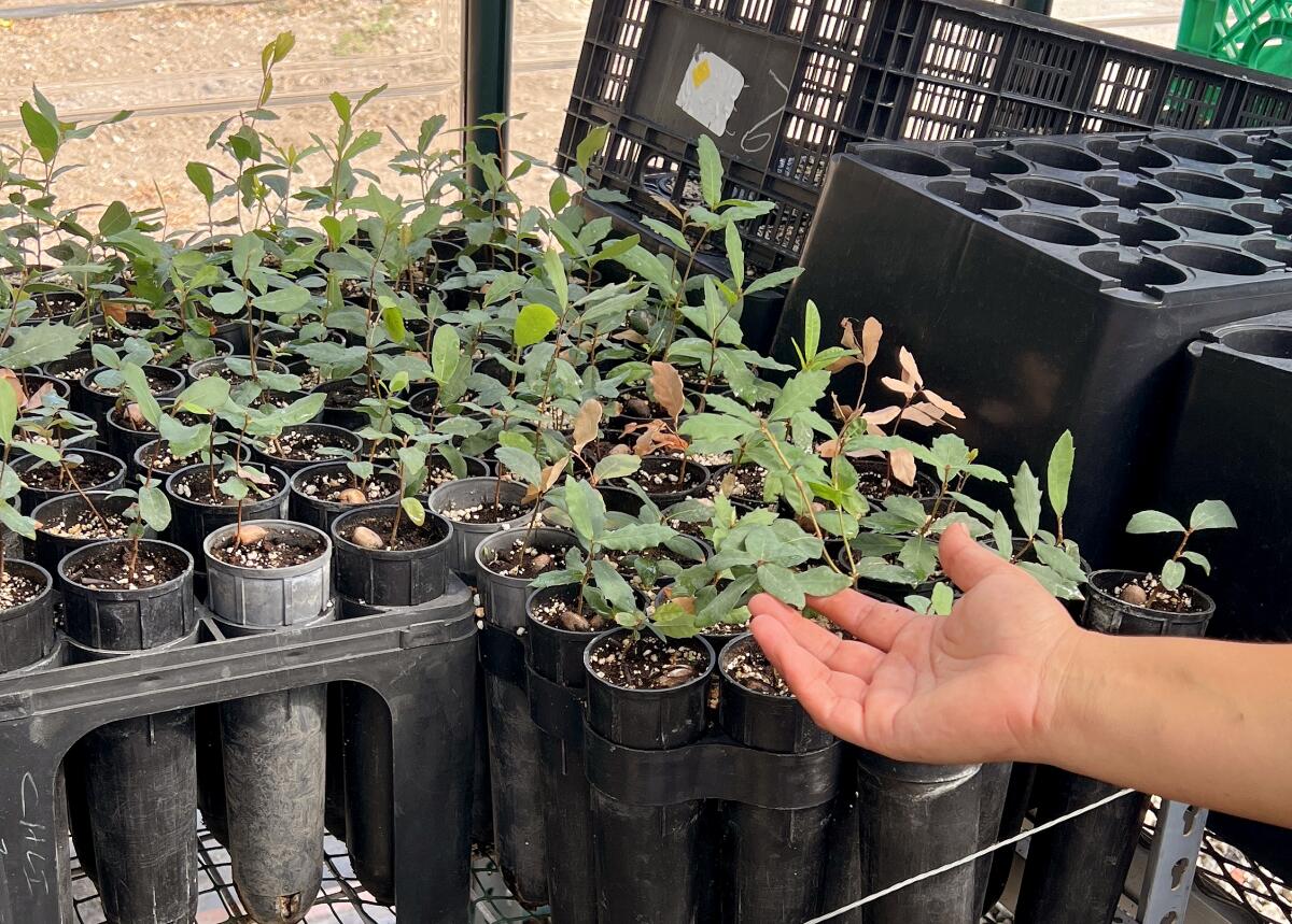 Tall narrow pots of endangered Southern California black walnut seedlings and Engelmann oak seedlings.