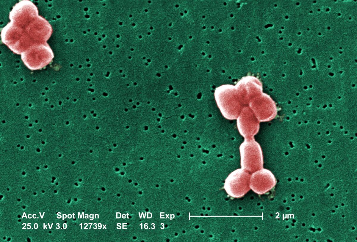 New type of antibiotic targets drug-resistant bugs, study says