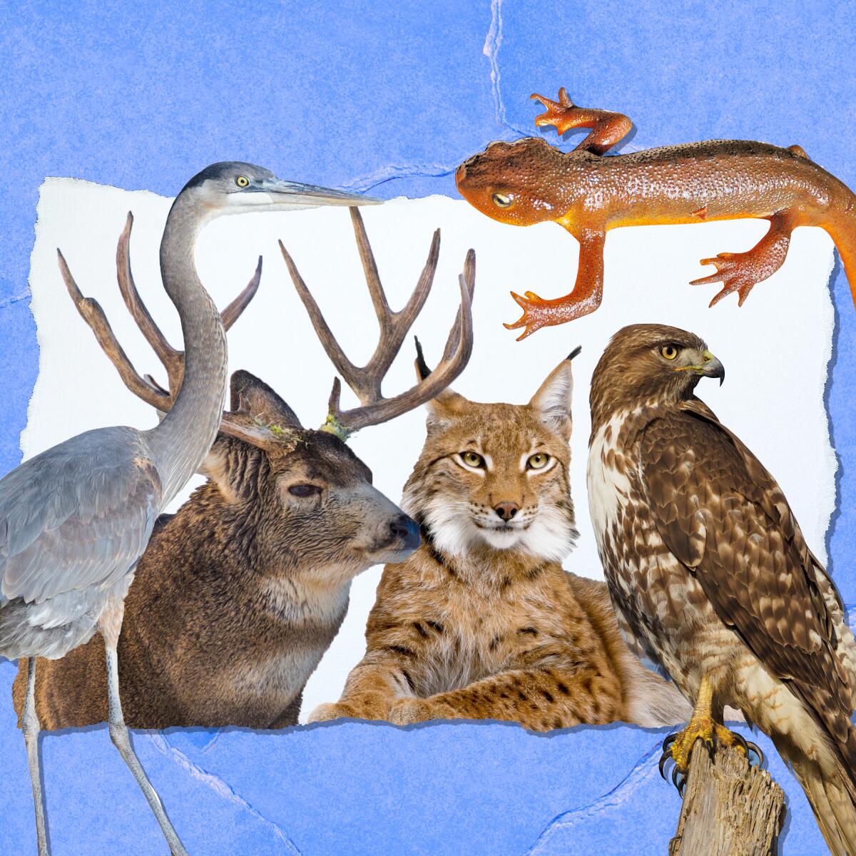 A photo collage shows a deer, bobcat, lizard, hawk and great blue heron.