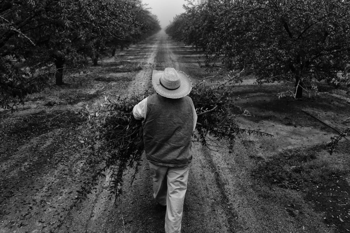 MADERA, CALIFORNIA-DECEMBER 6, 2014: California is in the midst of an almond rush as the price for the protein rich nut has skyrocketed. If the world's food supplies ever faltered, almonds are a source of protein that requires less resources than meat or dairy. California produces 80 percent of the world's almonds and 100% of the United States'. (Michael Robinson Chavez/Los Angeles Times)