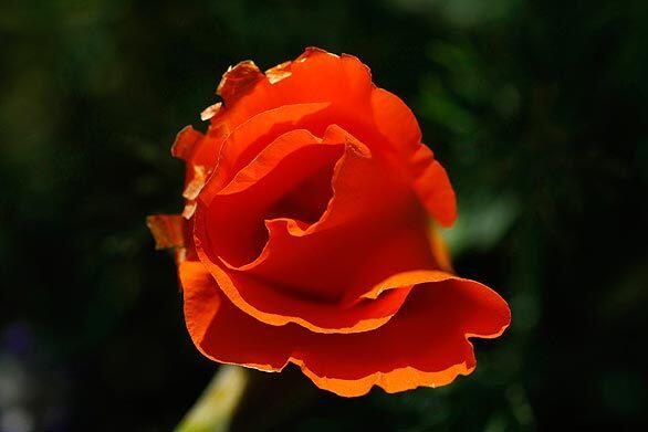 Antelope Valley California Poppy Reserve