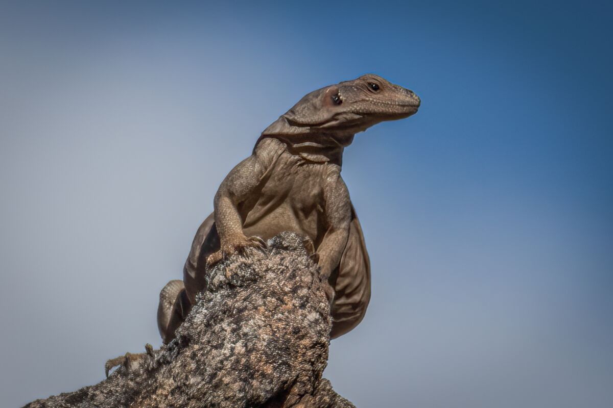 A male chuckwalla lizard in Anza-Borrego Desert State Park.