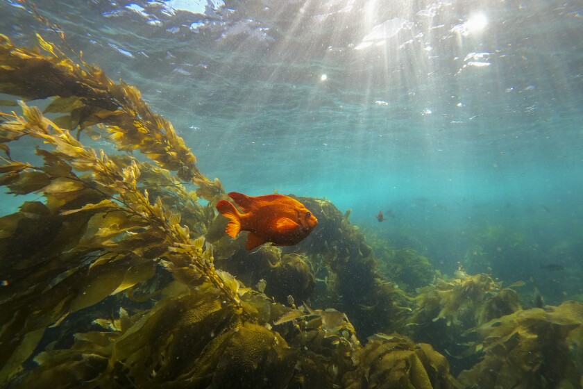 Sammy Roth - Los Angeles Times