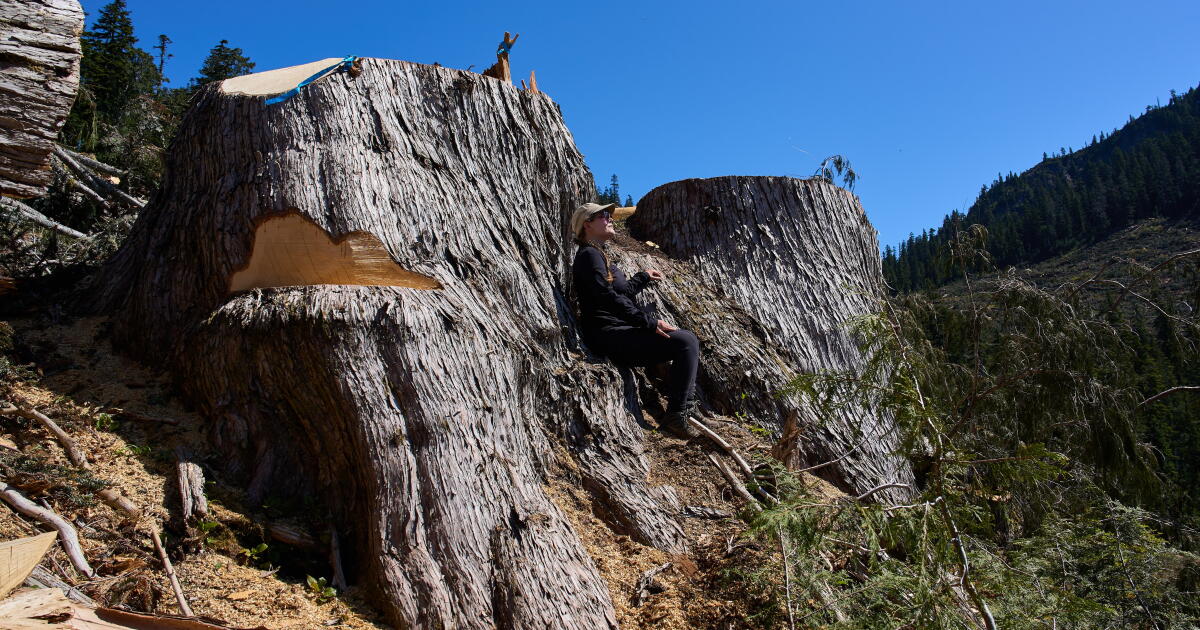 British Columbia is logging its last old growth. Protesters are sleeping in the road to stop it British Columbia is logging its last old growth. Protesters are sleeping in the road to stop it