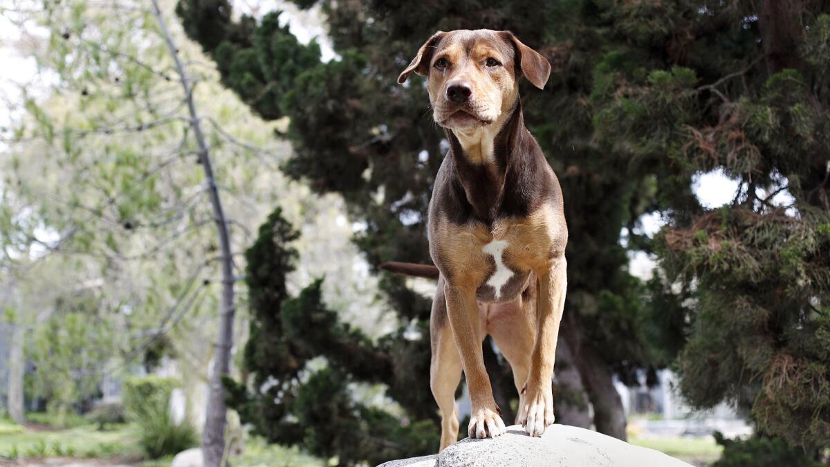 Shelby is a 2-year-old former Tennessee shelter dog who is now a movie star after debuting in “A Dog’s Way Home.” Shelby lives in Huntington Beach with her owner, Debbie Pearl, and now works as a therapy dog.