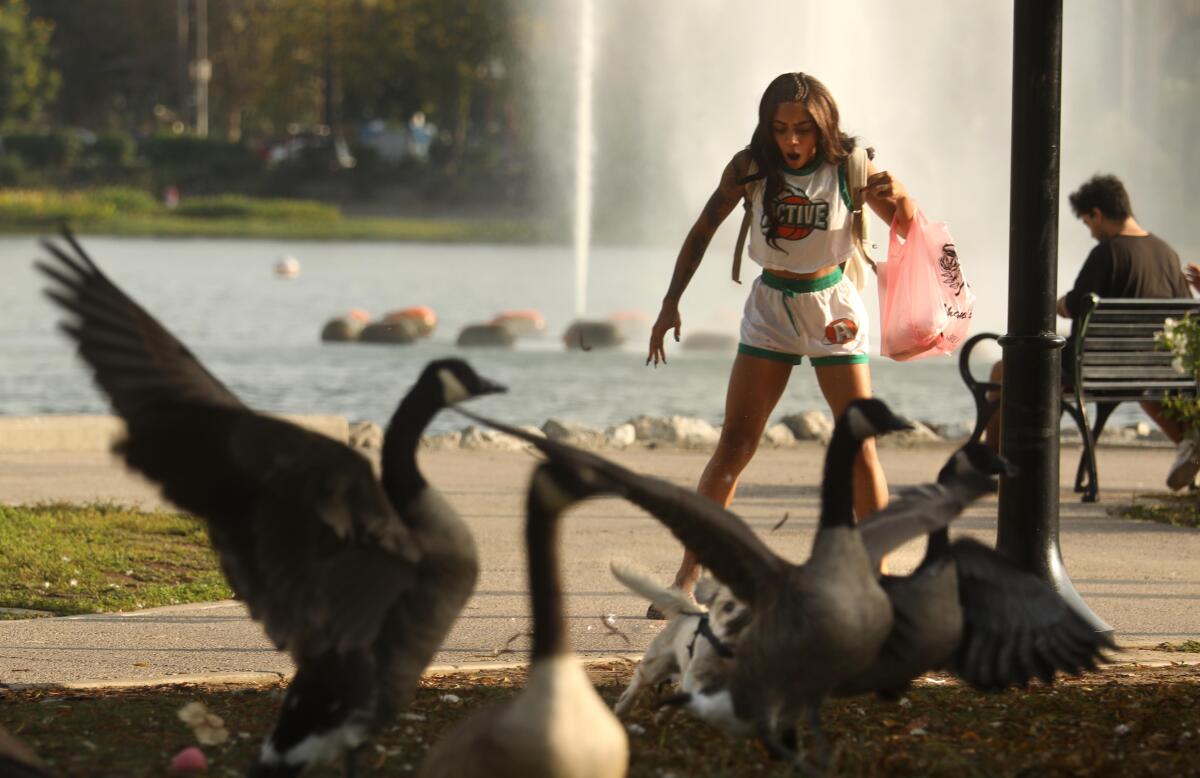 A female holding a bag looks down as geese in the foreground move away.