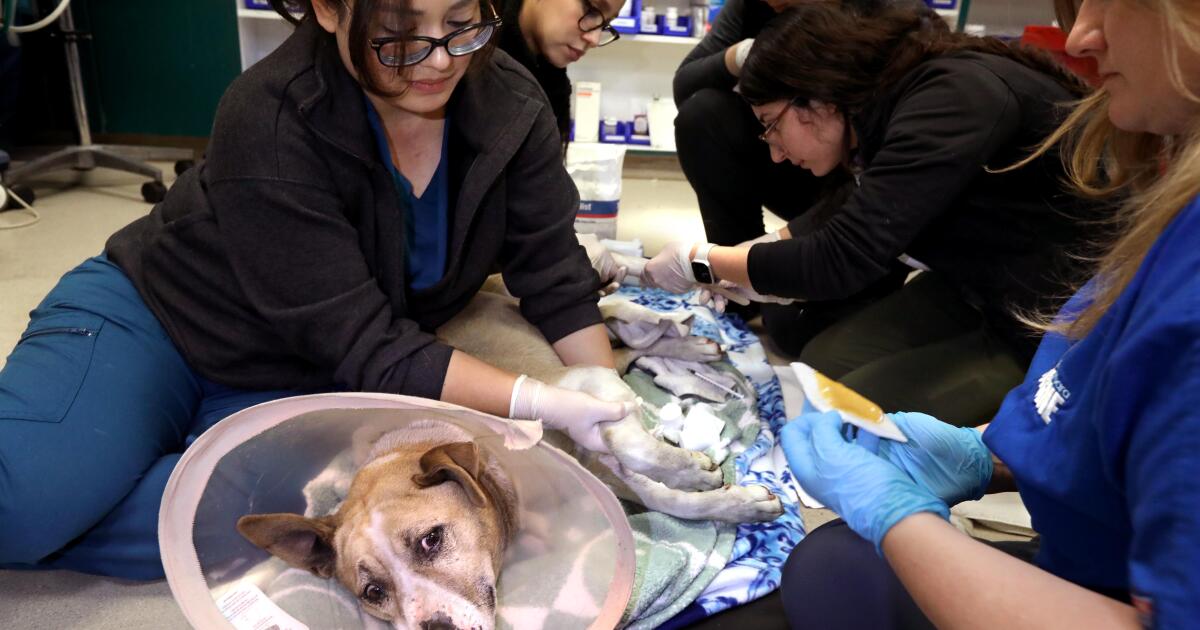 Animais de estimação precisam de ajuda durante incêndios em Los Angeles. Uma nova lei visa ajudar