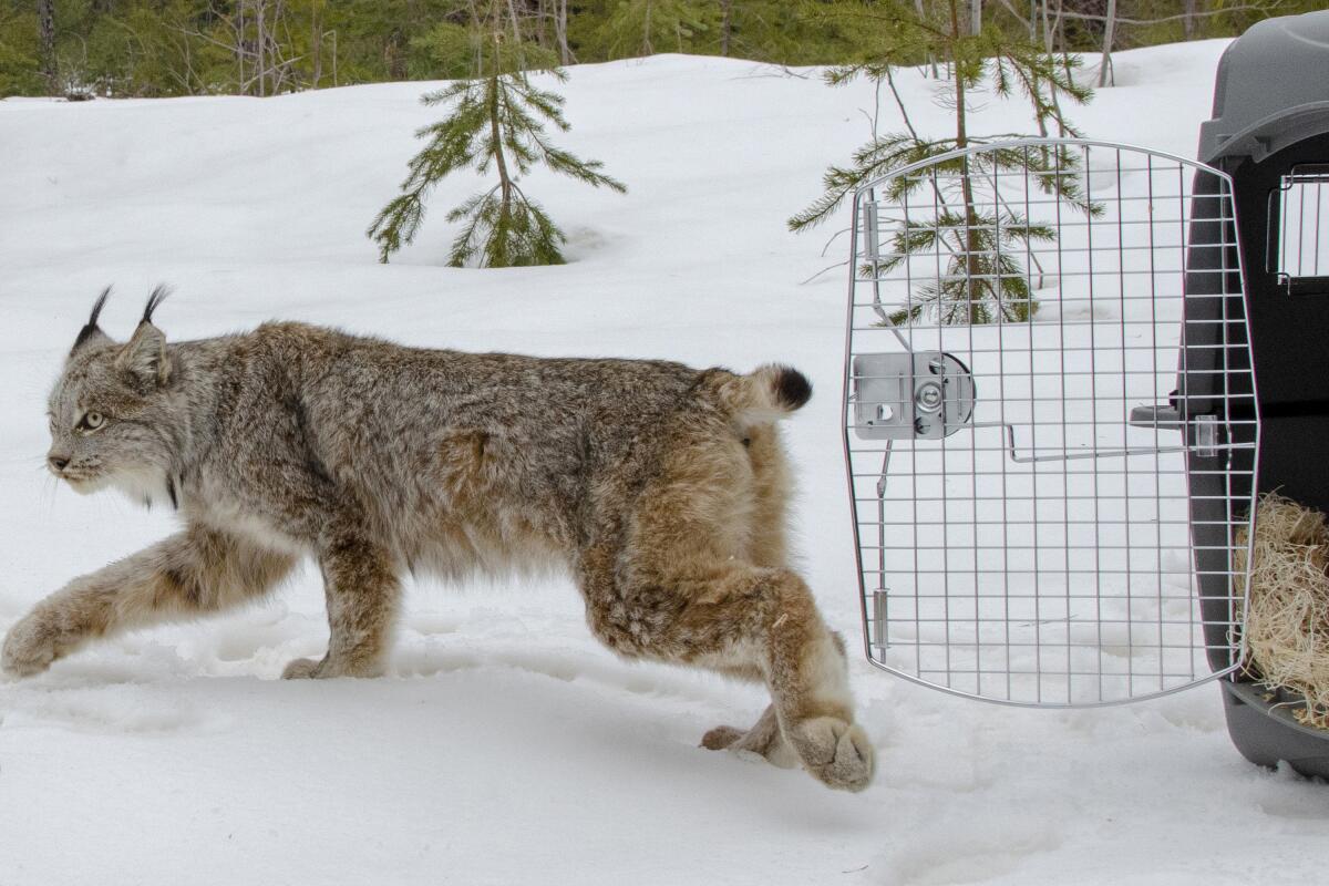 FILE - A Canada lynx is released in Schoolcraft County in Michigan's Upper Peninsula on April 12, 2019. U.S. wildlife officials have agreed to drop their attempt to strip Canada lynx of federal protections, under a court settlement approved Monday, Nov. 1, 2021, by a judge in Montana. (John Pepin/Michigan Department of Natural Resources via AP, File)