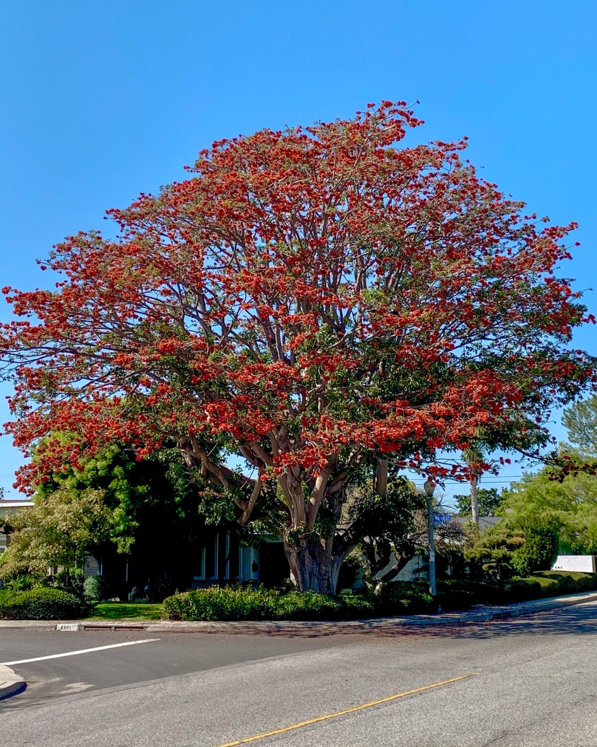 A tree on a corner in a neighborhood, covered with red blooms.