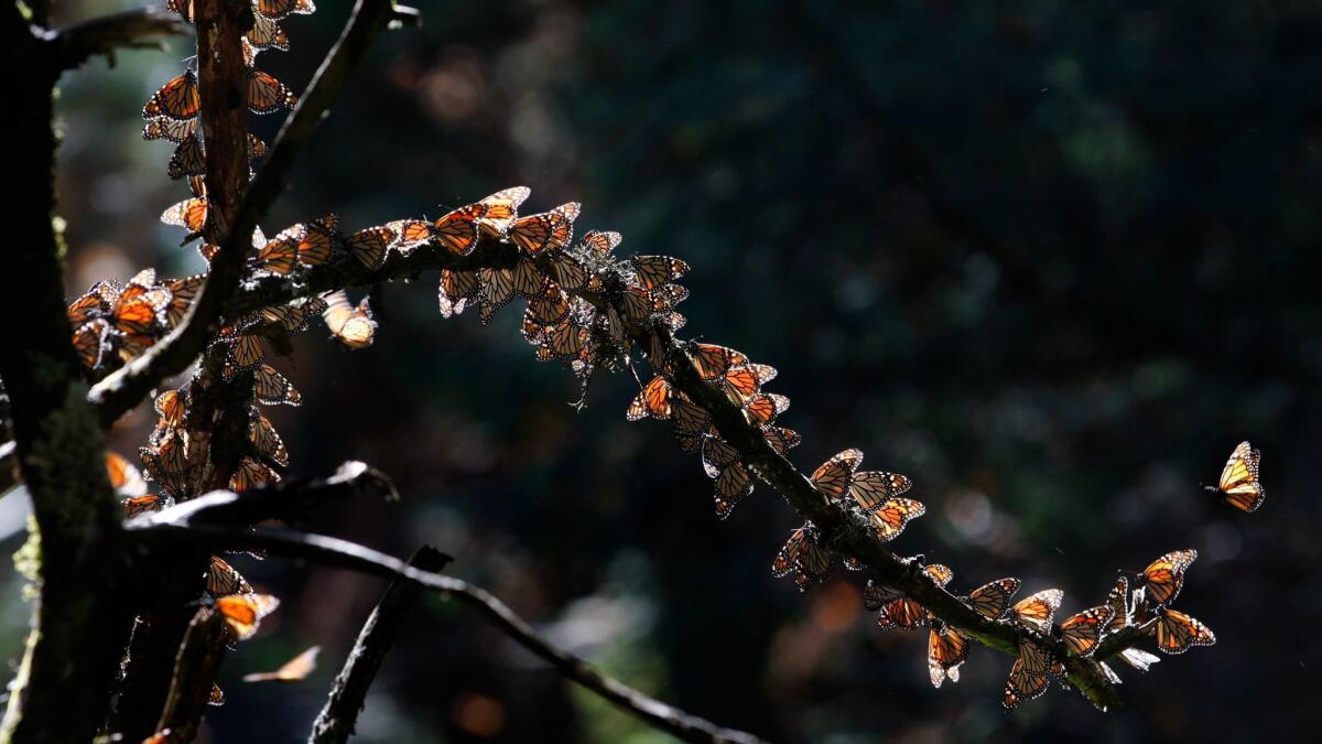 Monarch butterflies gather on a tree branch at the Monarch Butterfly Biosphere Reserve near Chincua, Mexico. Environmental inspectors said Wednesday that they had found illegal avocado plantations in the butterflies' wintering grounds west of Mexico City.