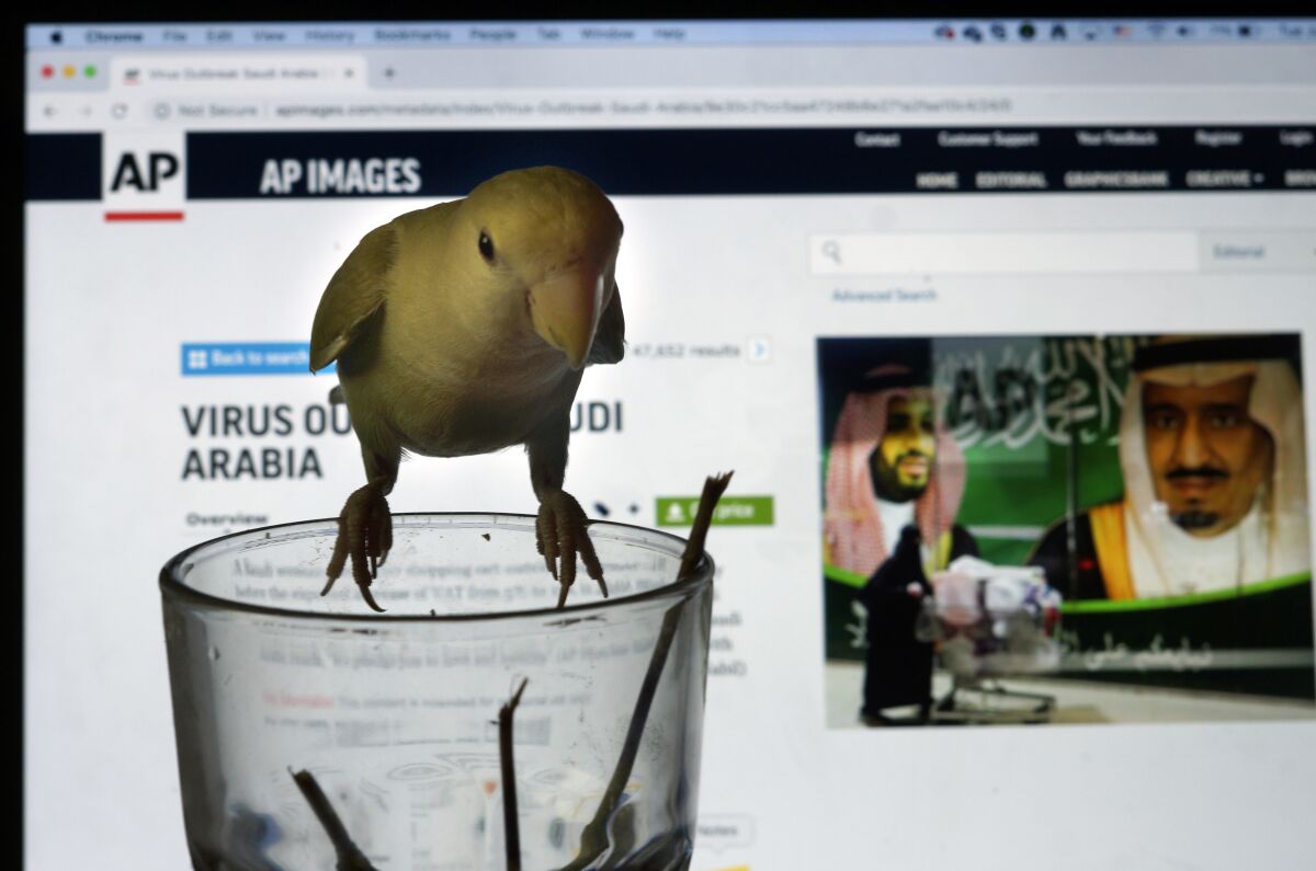 " Sugar", a lovebird, stands over an empty cup of tea in front of the laptop of Associated Press photographer Amr Nabil displaying images in Jiddah, Saudi Arabia, Tuesday, July 7, 2020. (AP Photo/Amr Nabil)