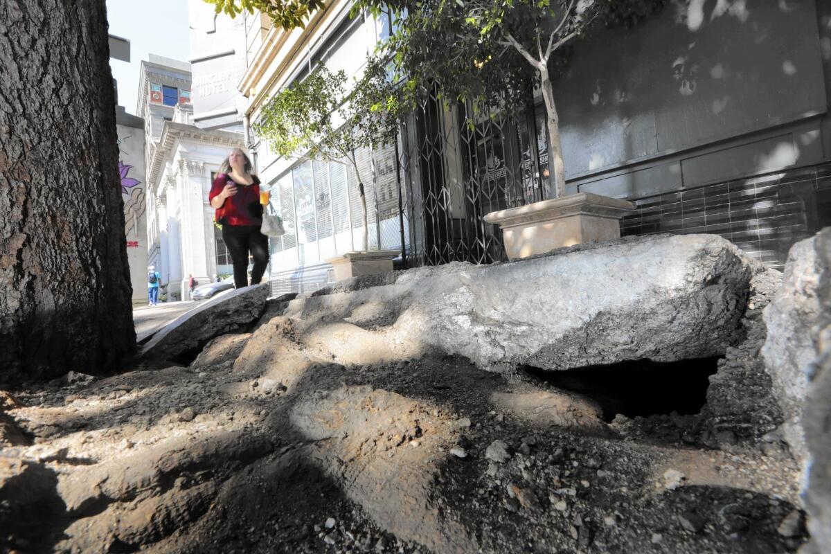 A sidewalk is buckled by tree roots on Main Street just north of Fourth in L.A.