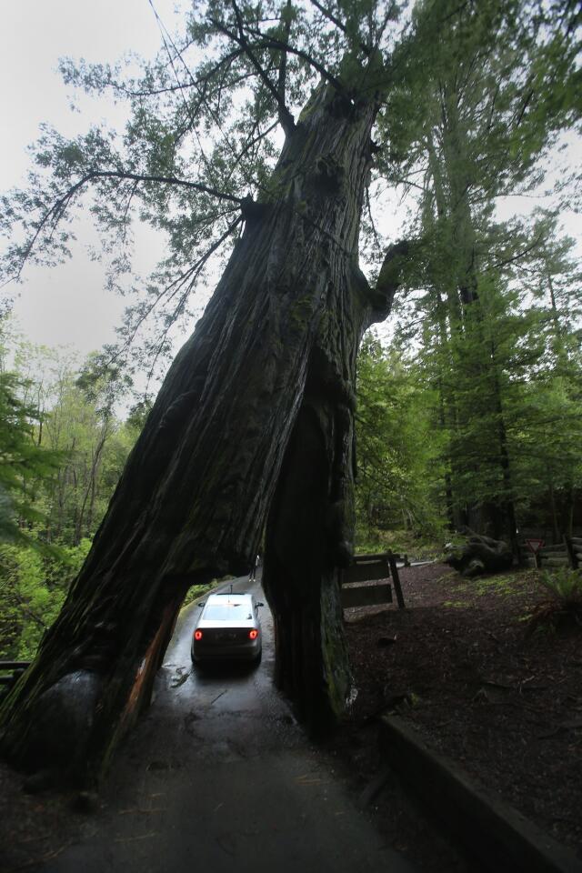 The Shrine Drive-Thru Tree