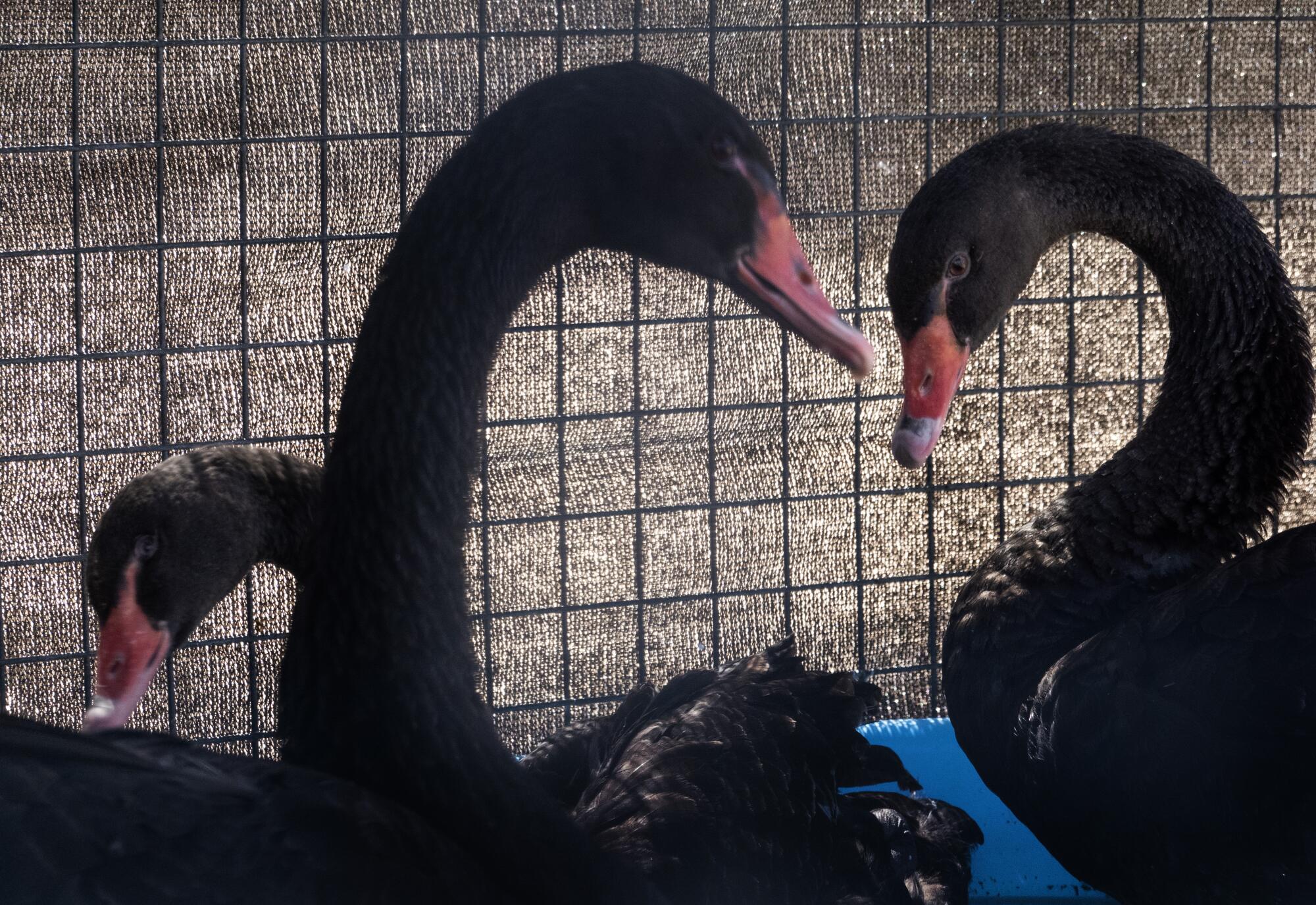 Black swans with red beaks nest in a box.