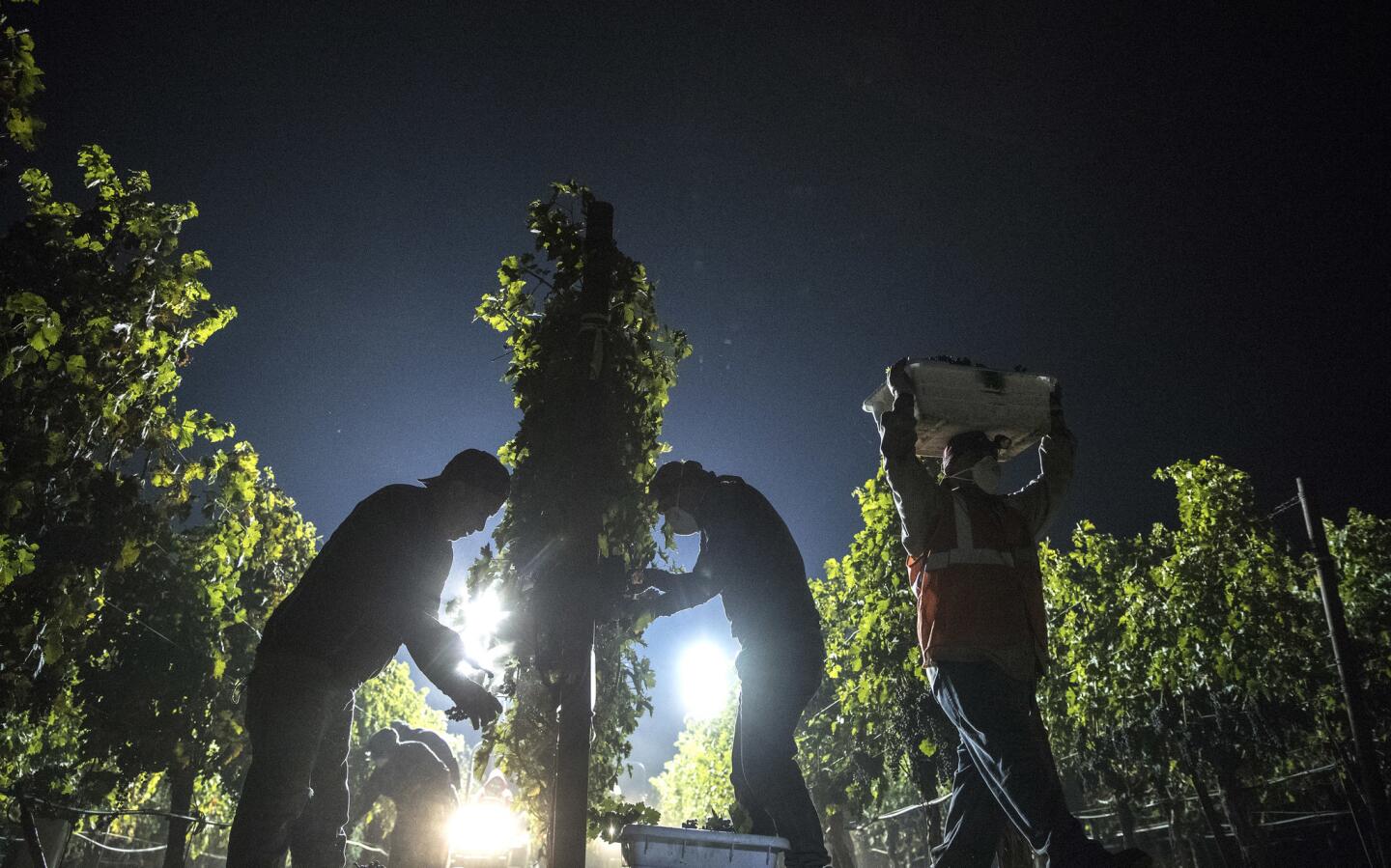 Workers pick cabernet sauvignon grapes by hand in the cool of the night at a Napa Valley vineyard owned by C. Mondavi & Family as a haze from area wildfires hovers in the air.