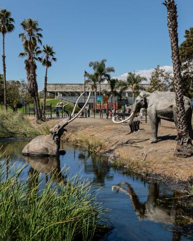 Sculptures of mammoths in the tar pits and on the shore