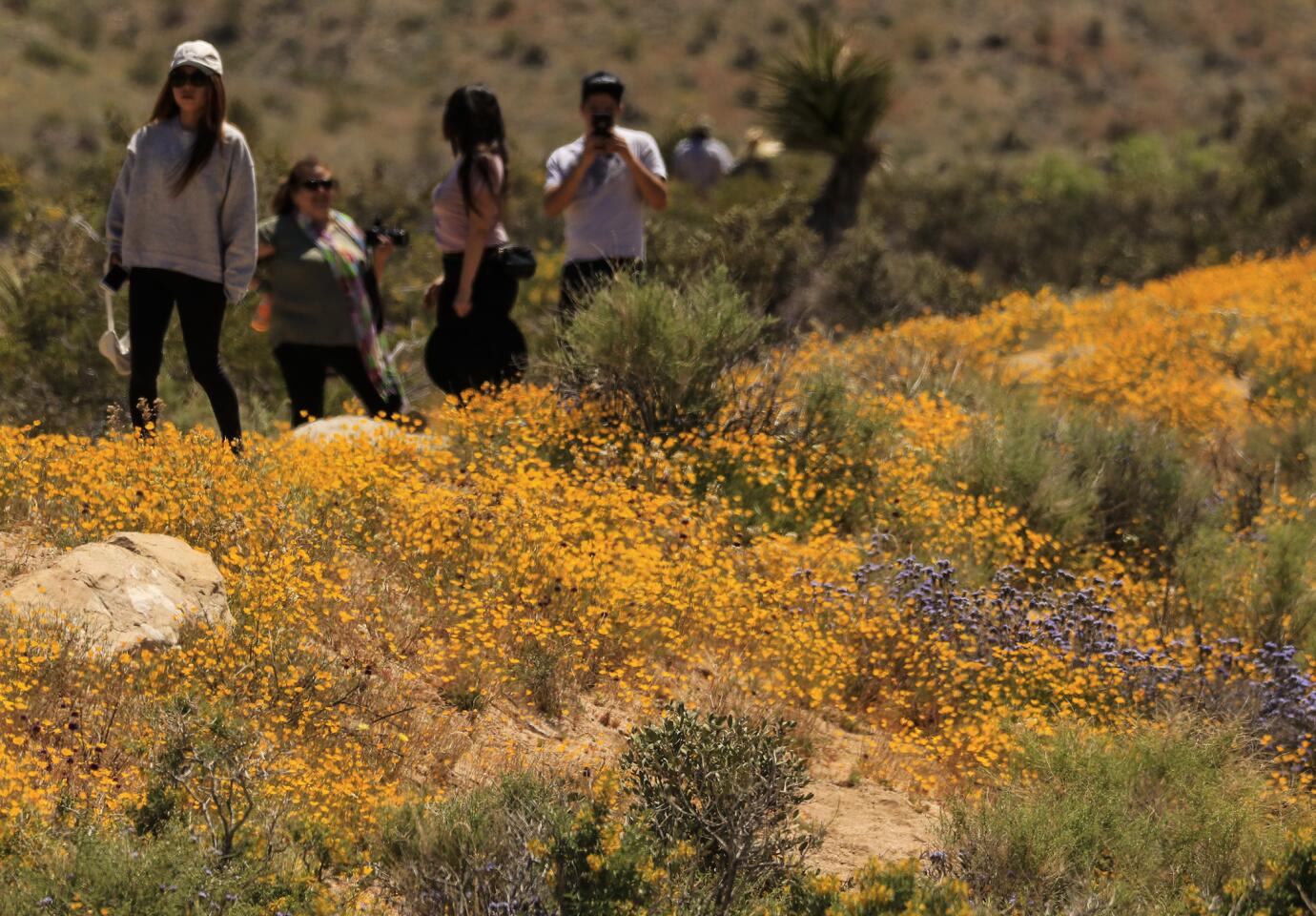 JOSHUA TREE NATIONAL PARK ,CA., APRIL 6, 2019: After a long wet winter the wildflowers are blooming all over Joshua Tree National Park with a great show of color that is attracting visitors to this unique high desert destination April 6, 2019 (Mark Boster For the LA Times).