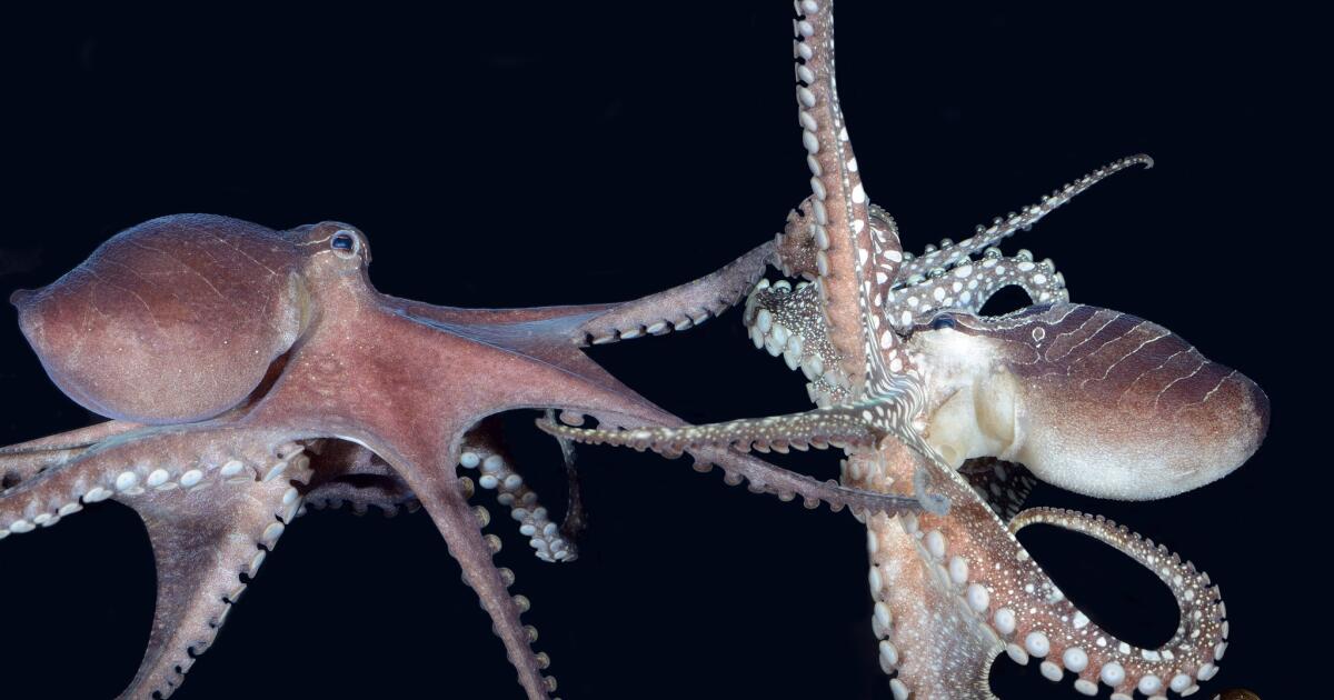 Octopus studies detail strange behavior and genetics