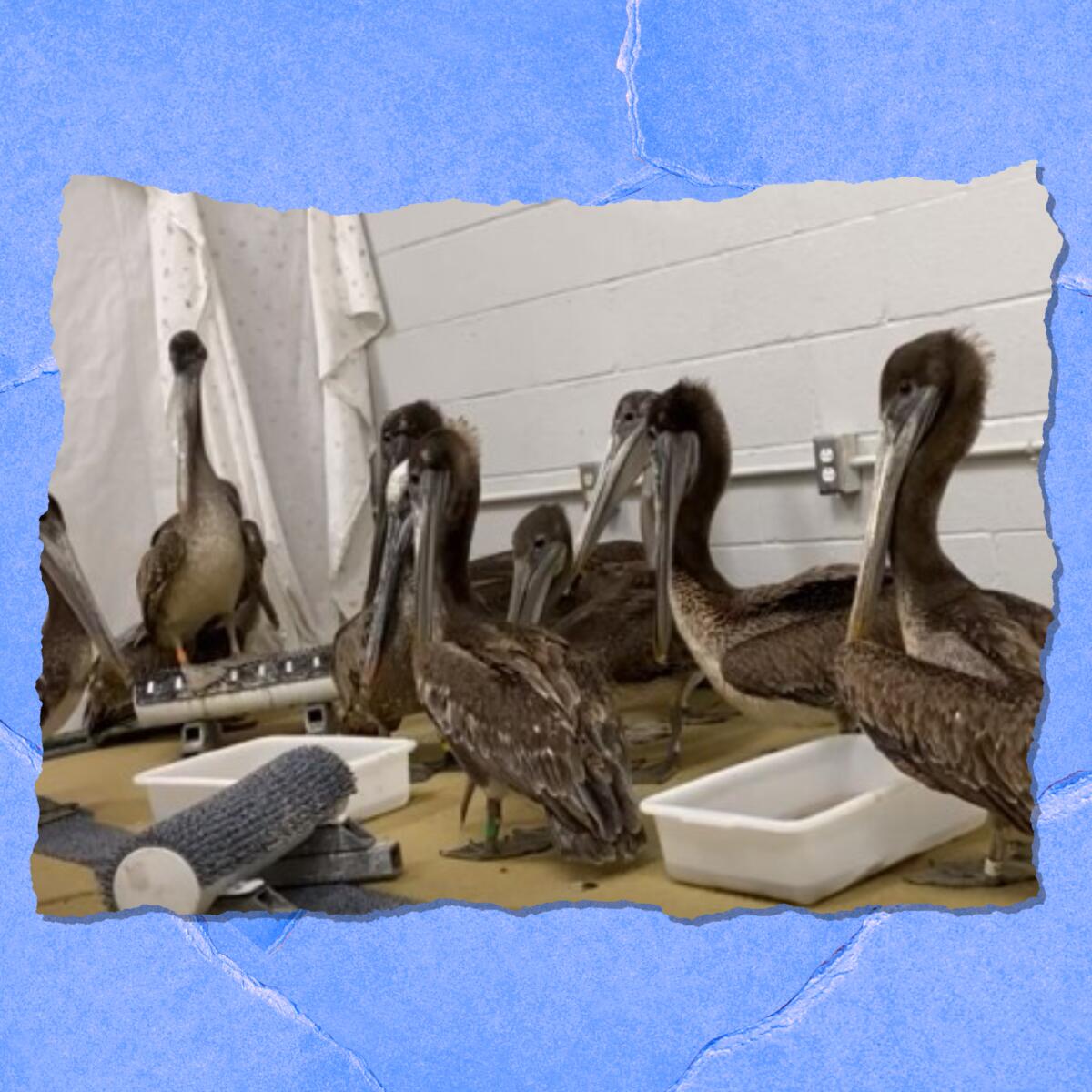 A group of pelicans inside a building with plastic pans of water.