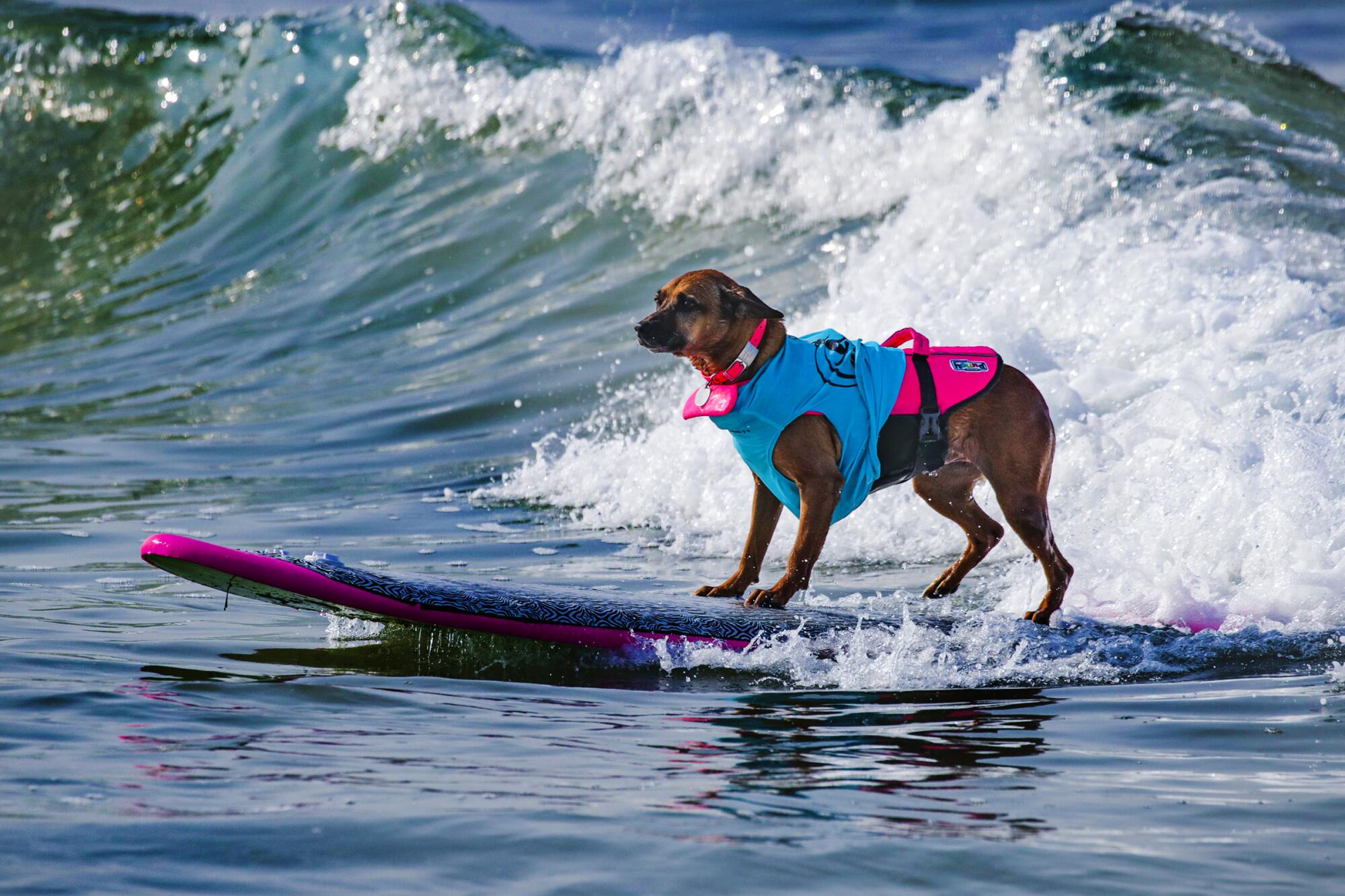 Giselle, a Rhodesian Ridgeback dog, rides a wave 