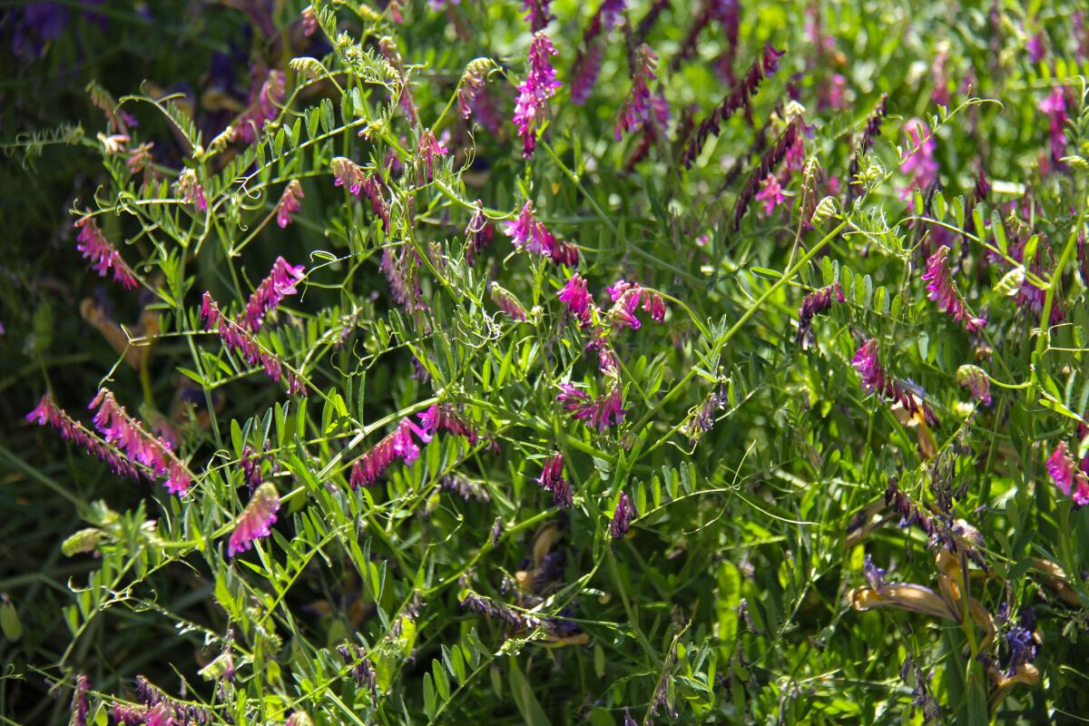 Hairy vetch, a deep green plant with vibrant purple flowers, adds nitrogen to the soil as a living mulch.